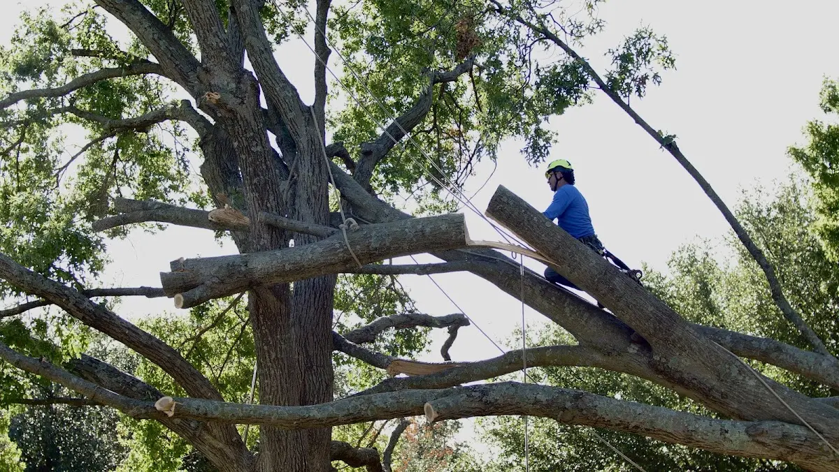 Professional Hazardous Tree Removal performed by certified arborists in Ruso